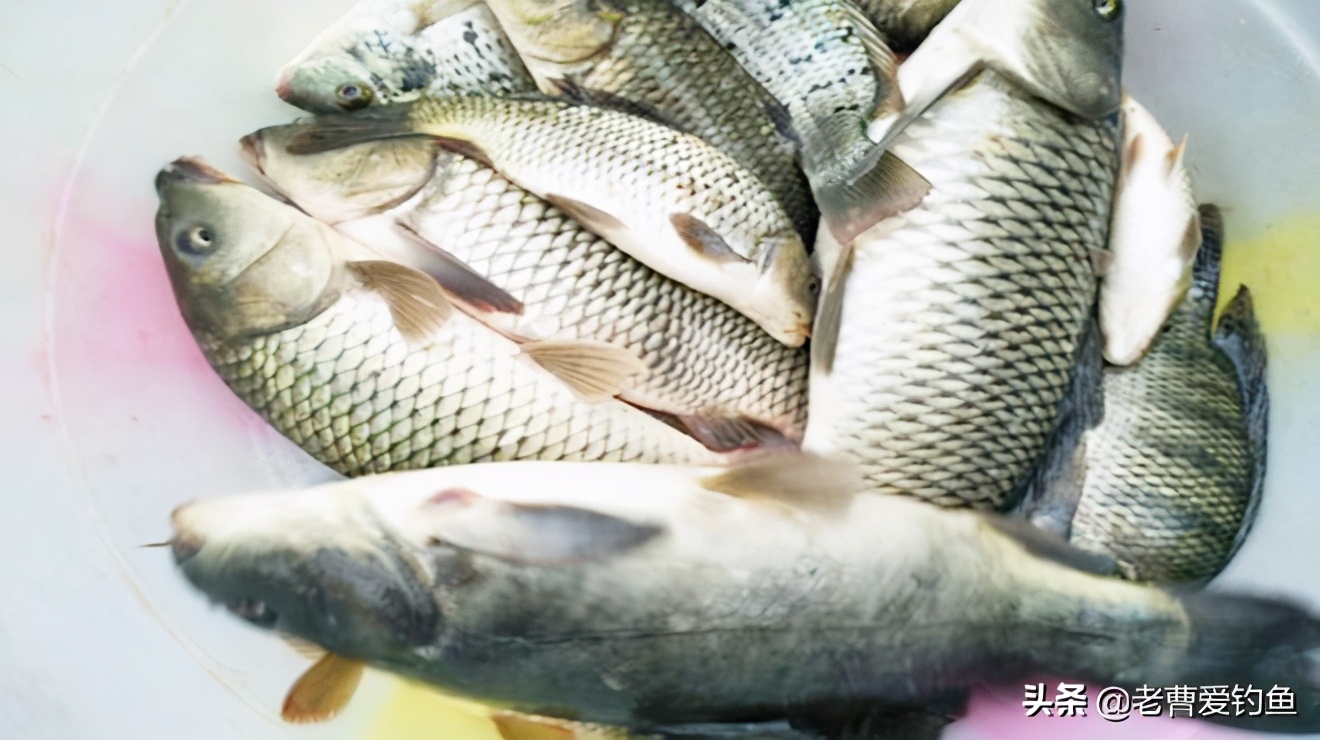 鸡肝蒸熟做饵钓什么鱼,野河用鸡肝可以钓什么鱼