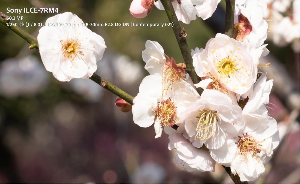 适马24-702.8二代镜头测评,适马新出的24-702.8镜头怎样