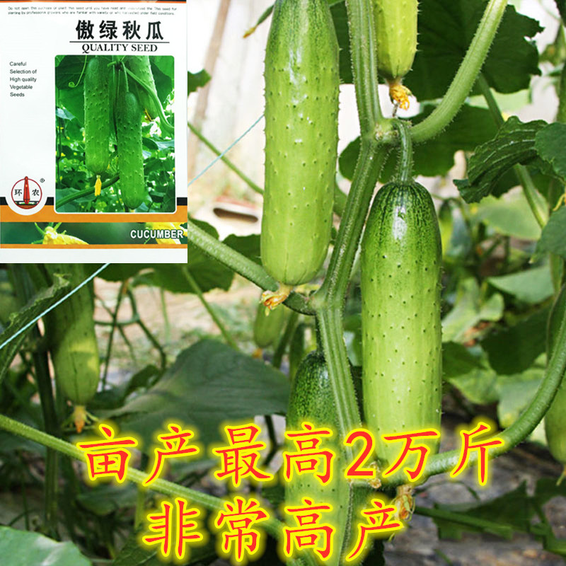 农村种的最好的黄瓜,6月份种植黄瓜苗