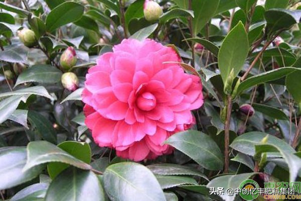 北方养茶花技巧,茶花如何养视频