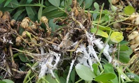 花生高产栽培技术视频,种花生到收花生的所有过程