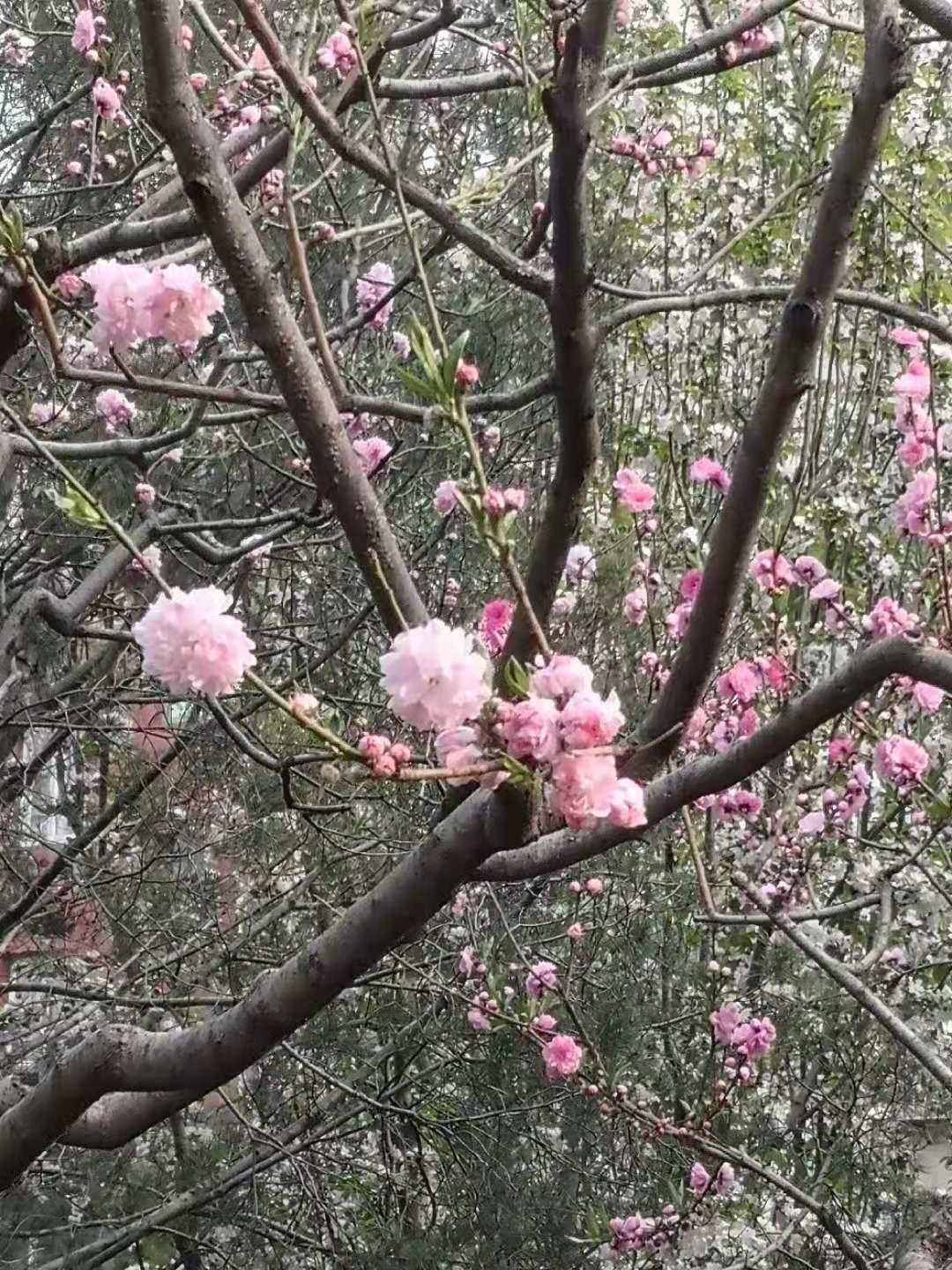 思君古诗词,思君诗歌曲大全