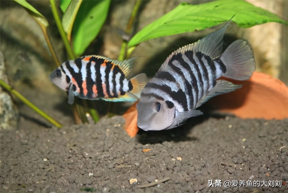 迷你鹦鹉鱼繁殖后多久和母鱼分开,迷你鹦鹉鱼繁殖缸必须要铺底砂吗
