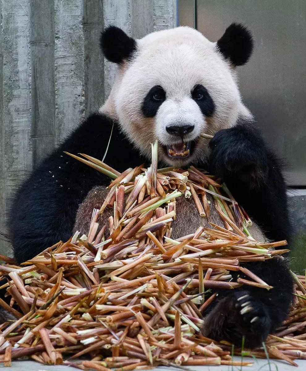 熊猫萌,熊猫萌啦