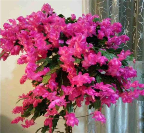 怎么给蟹爪兰做支架,蟹爪兰支架自己做