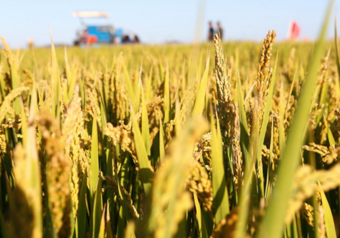矮脚南特杂交稻,矮脚水稻有哪几种