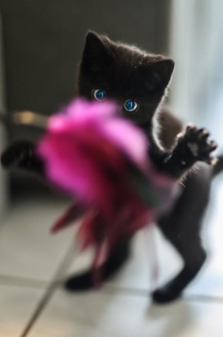 「喵喵」猫是黑夜猎手？No！猫是大近视一枚