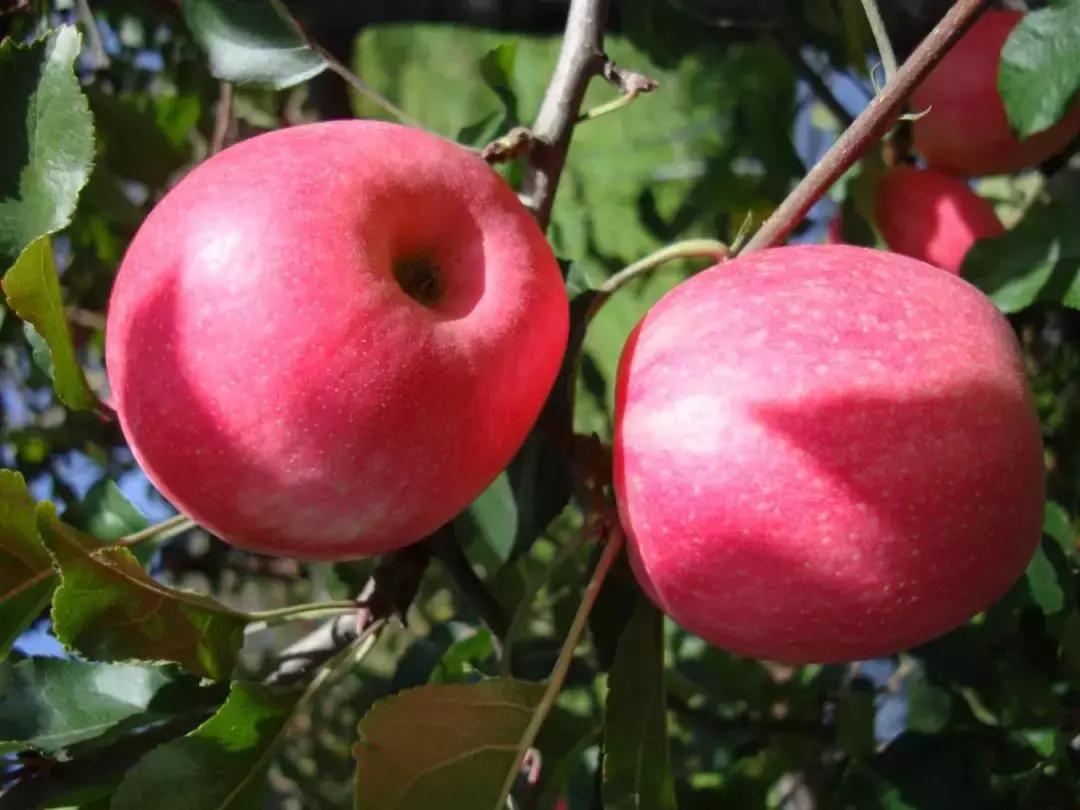30元一颗的“灵宝金苹果”,如何在跌宕起伏的水果行业稳固生存?