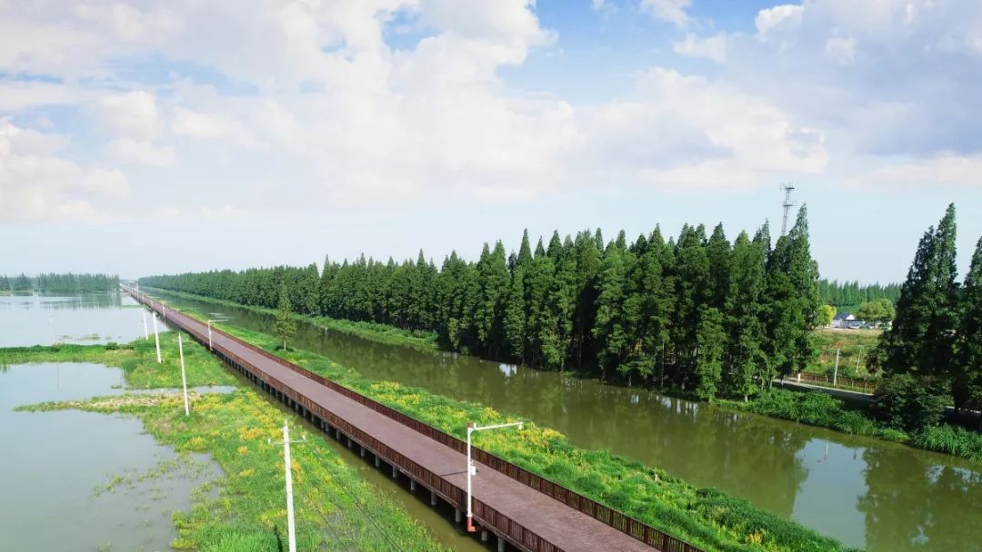 湖北恩施水杉在哪里,恩施水杉公园