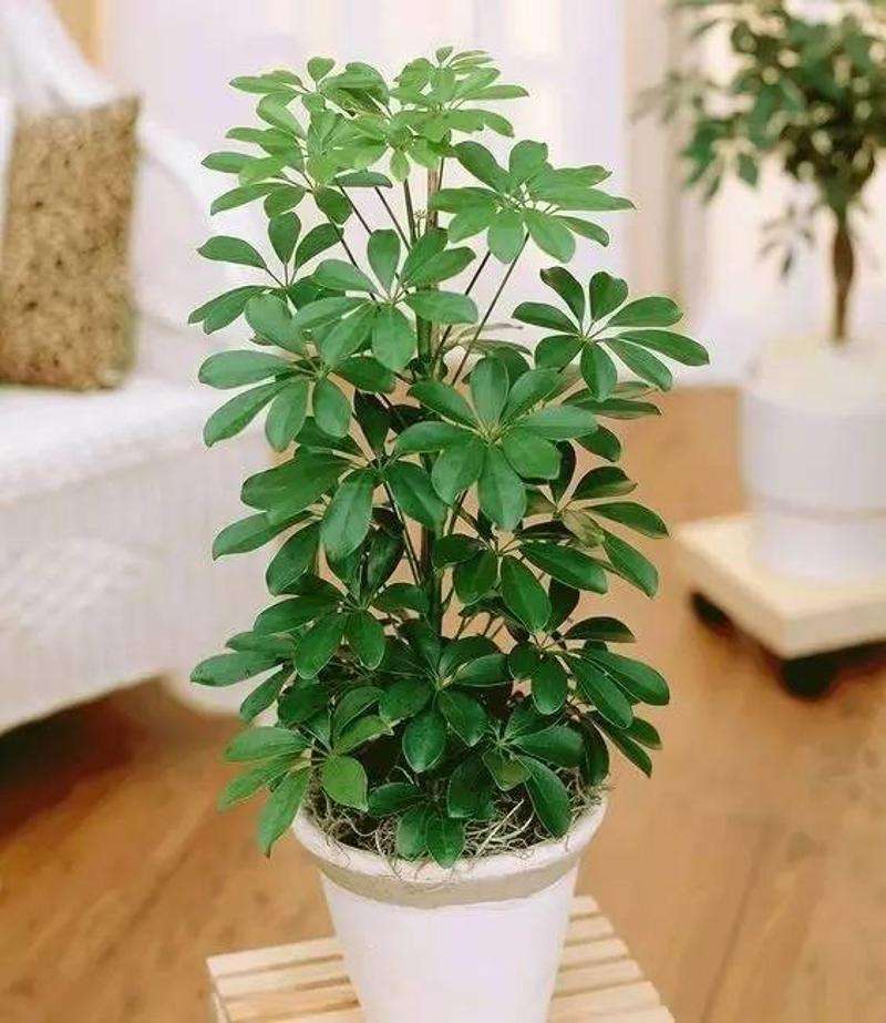 家里最好养的是哪种花,家里养高档的六种花