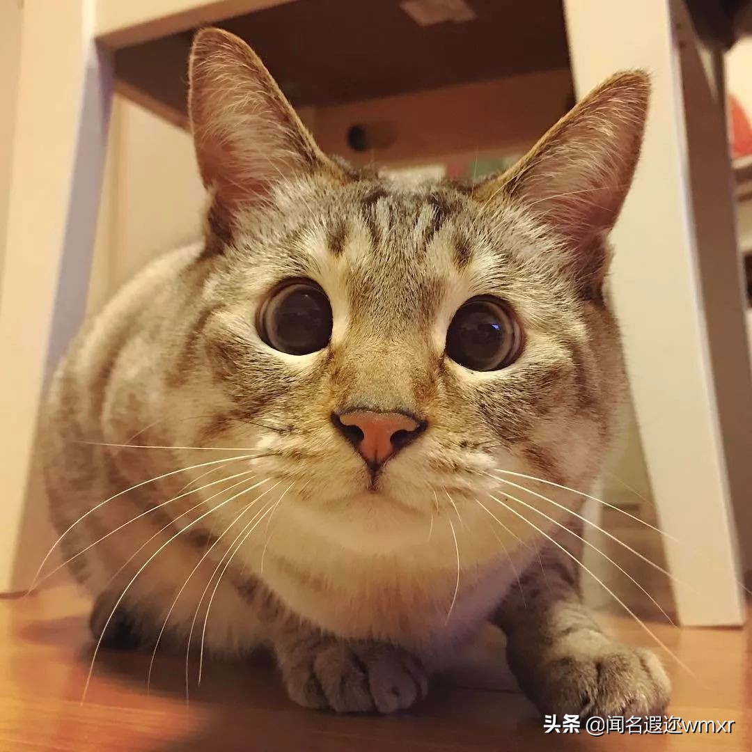 你有猫病表情包,你有猫病啊图片