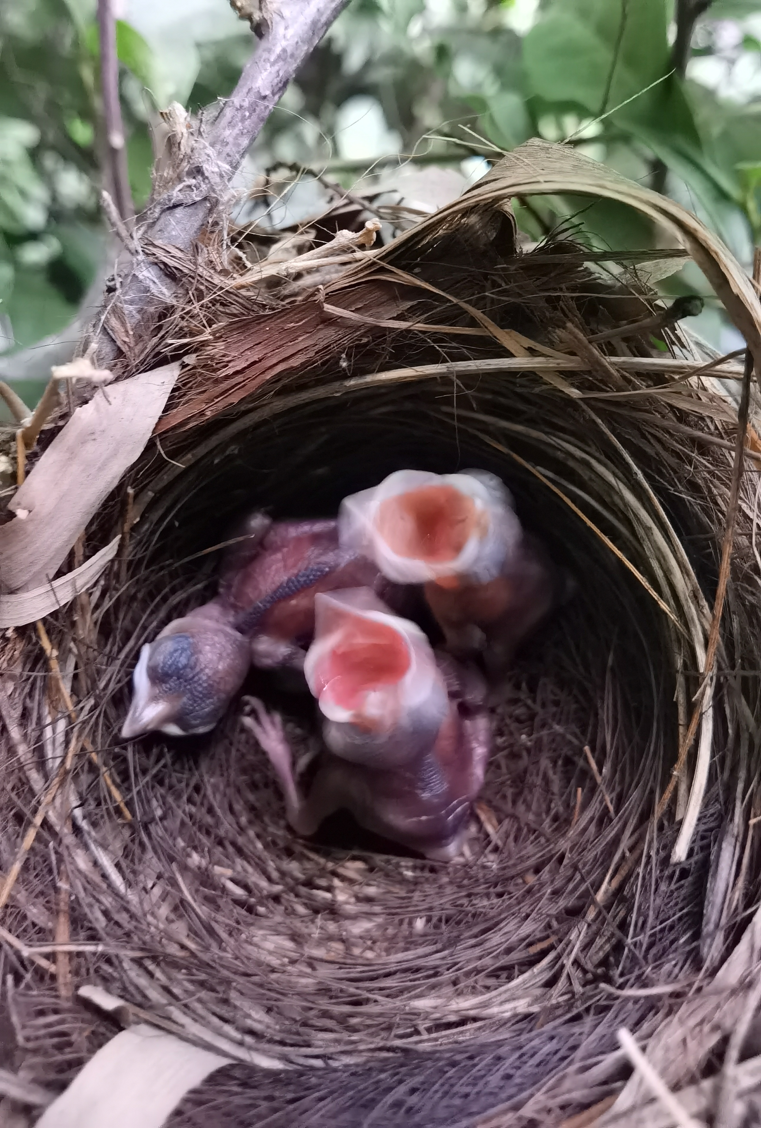 景美人善！我红耳鹎成都“安家”日常曝光