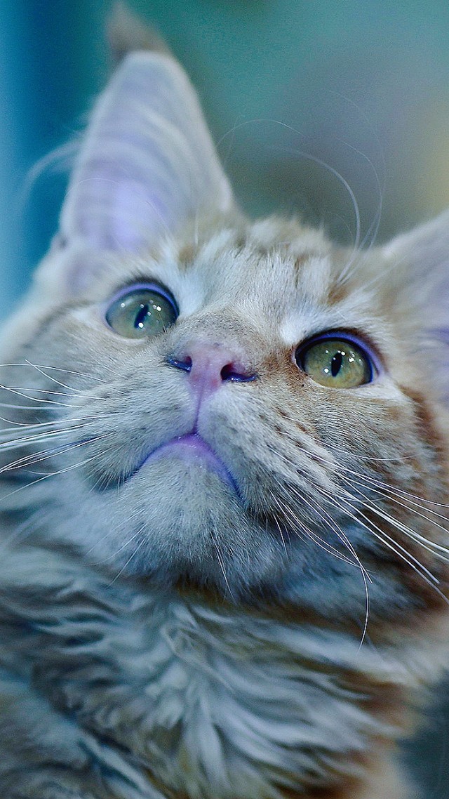 中药抹的减肥膏方有用么,减肥膏方的正确方法