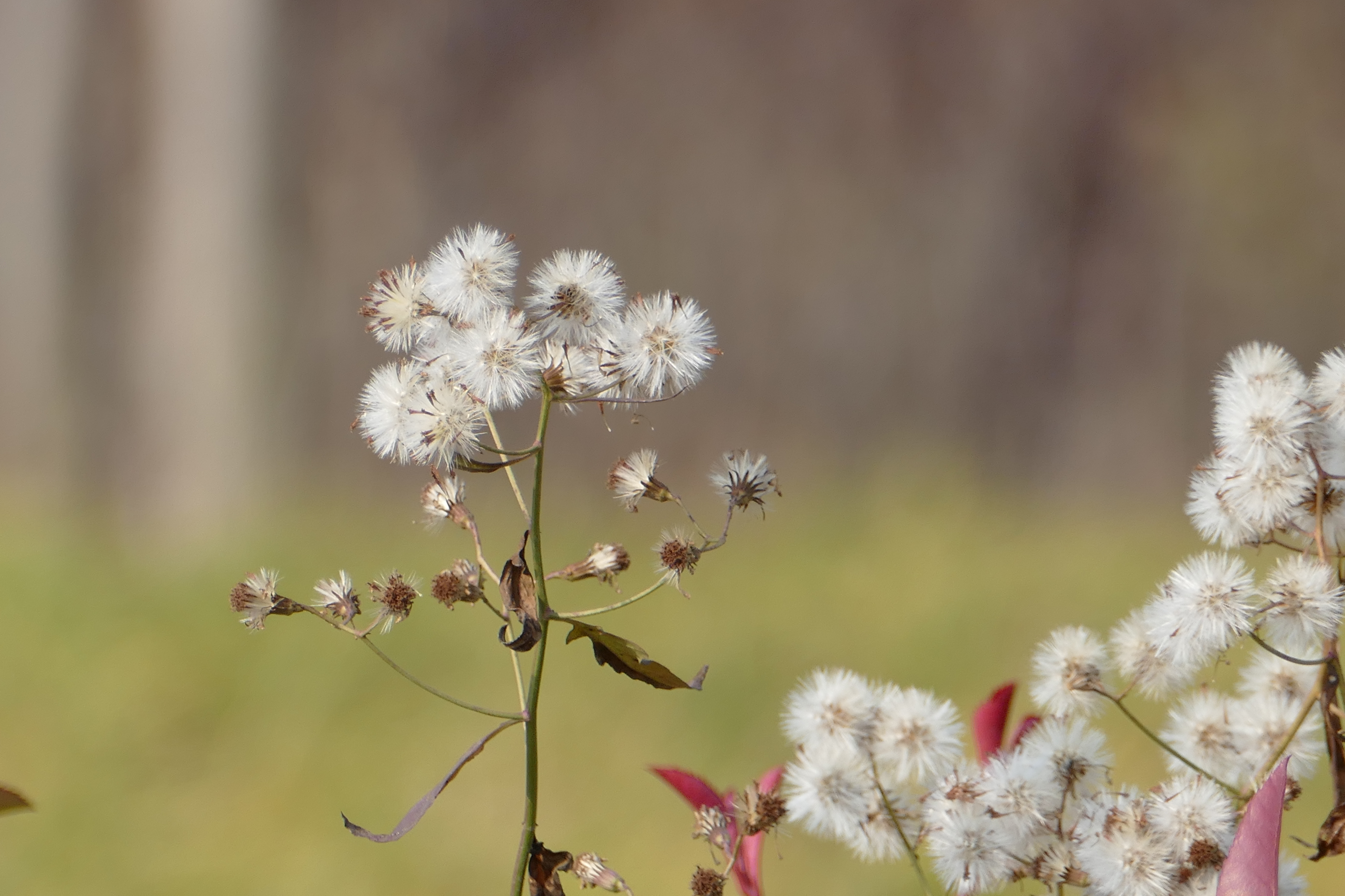 眼科良方书,眼科专用中草药
