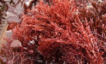 最便宜又最健康的猫咪零食,推荐给猫咪买的零食科普