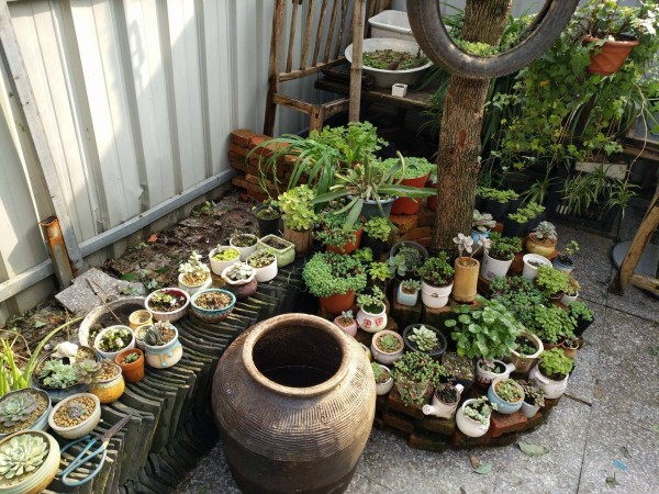 适合栽在庭院的多肉,庭院地栽多肉设计