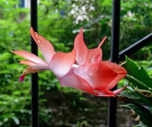 蟹爪兰20棵,有20株蟹爪兰适合多大的盆