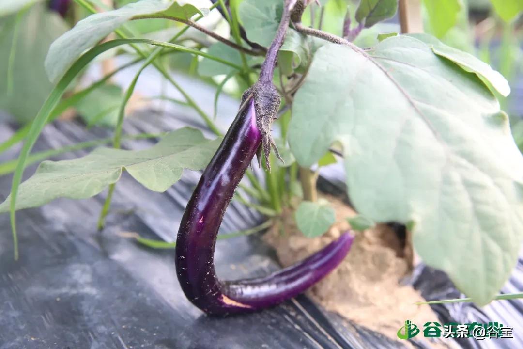 谷宝“六不用”——生态农业的初心与坚守