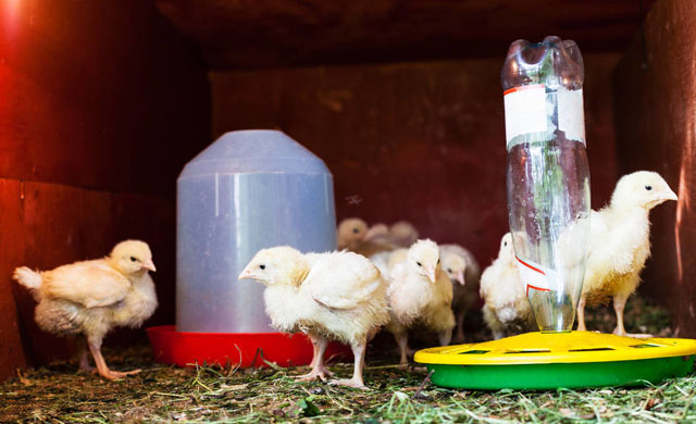 鸡有没有咳喘病,鸡咳喘小妙招