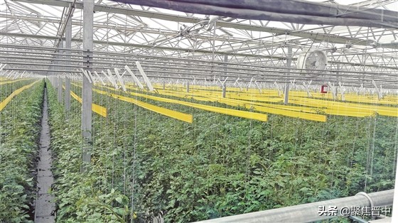 番茄小镇扶沟,番茄小镇西红柿果实