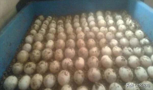 果核龟蛋孵化的温度,孵化龟温度太冷
