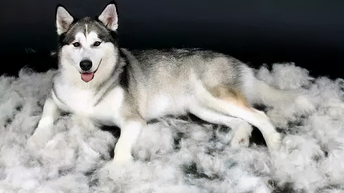 容易训练不容易掉毛易养的小型狗,最好养的狗又干净又不掉毛不咬人