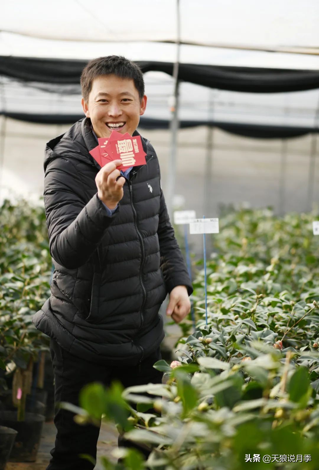 2022年天狼月季新品,月季天狼新品曝光