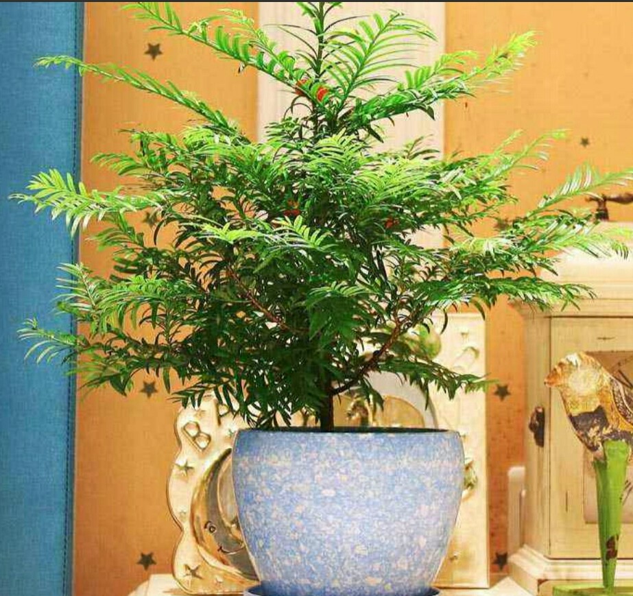 家里种植的红豆杉怎么繁殖,红豆杉怎样管理才能不黄叶