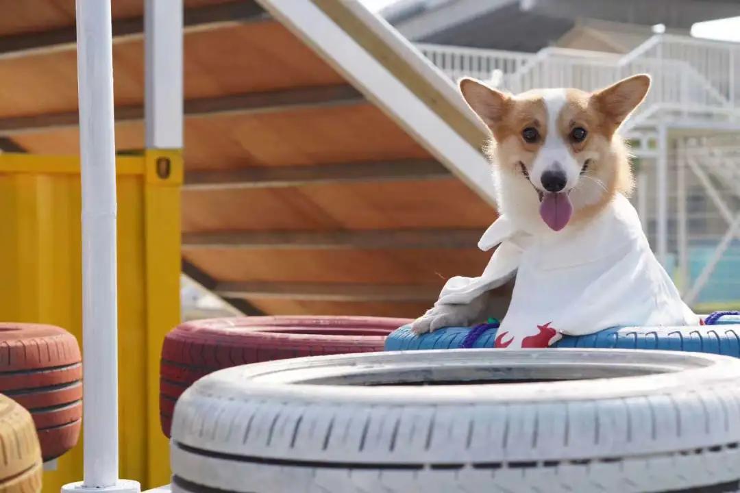 汪汪汪~宁波首家宠物主题乐园登陆江北，铲屎官们走起