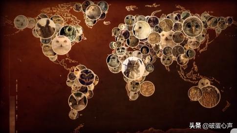 不期而遇:同猫头鹰的短暂邂逅,让我彻底爱上了这个小家伙