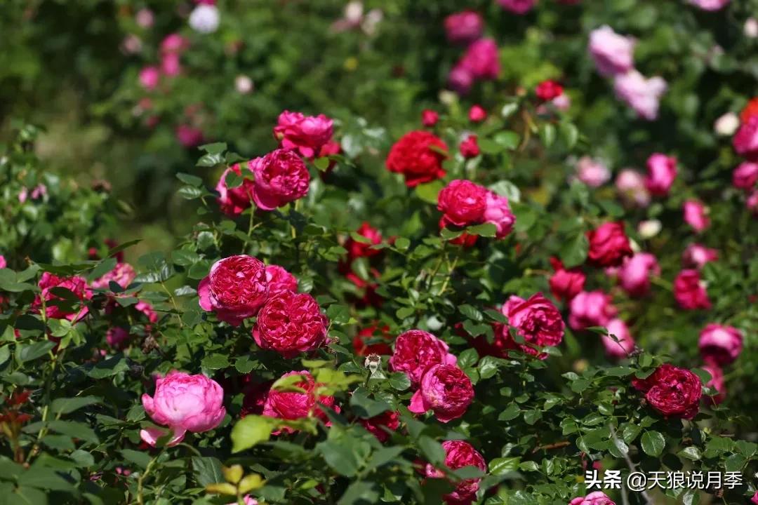 唤作「蔻丹」的月季,应该有怎样的风情?