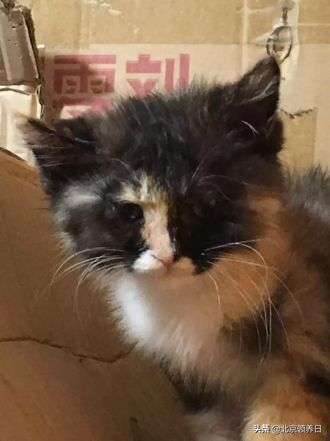 #领养代替购买#给它们一个家|线上宠物领养日,20190608加场