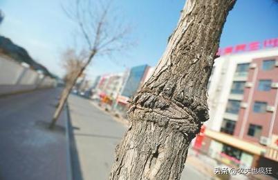 人怕伤心树怕剥皮的视频,人怕伤心树怕剥皮是出自哪里