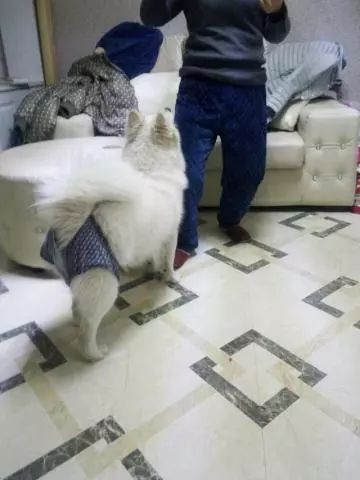 狗狗也会来姨妈嘛,狗狗来月经怎么办