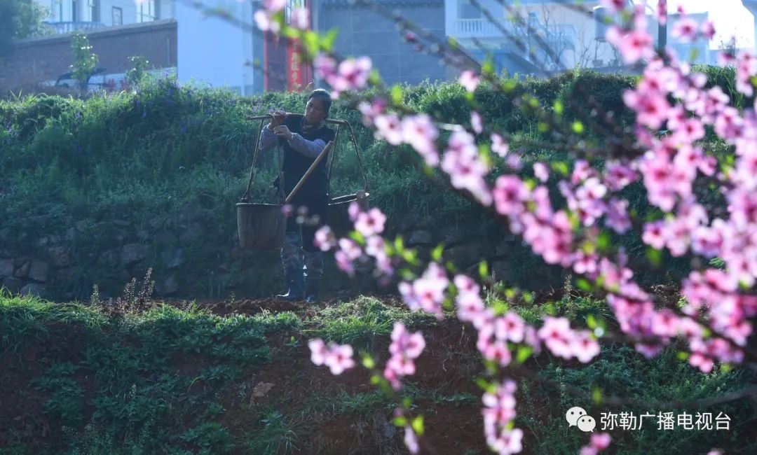 三月弥勒什么地方可以赏花,弥勒3月赏花攻略