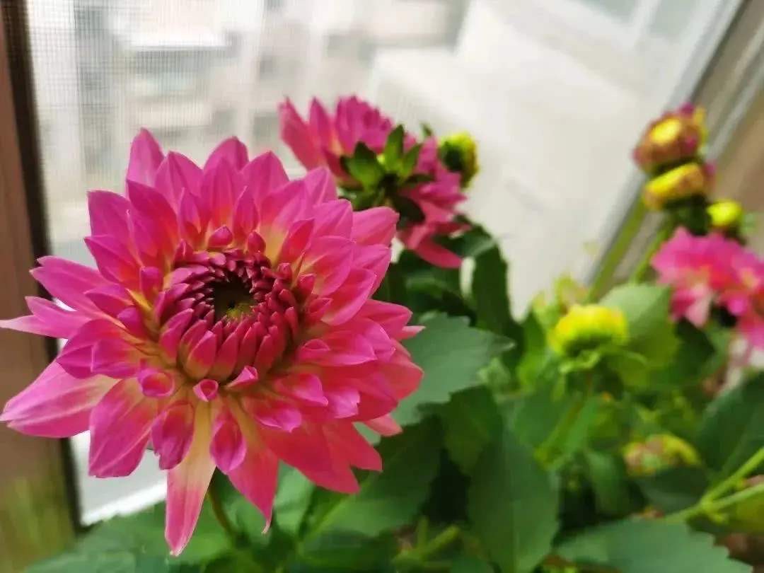 养大丽花的风水禁忌图片,养大丽花要多大的盆