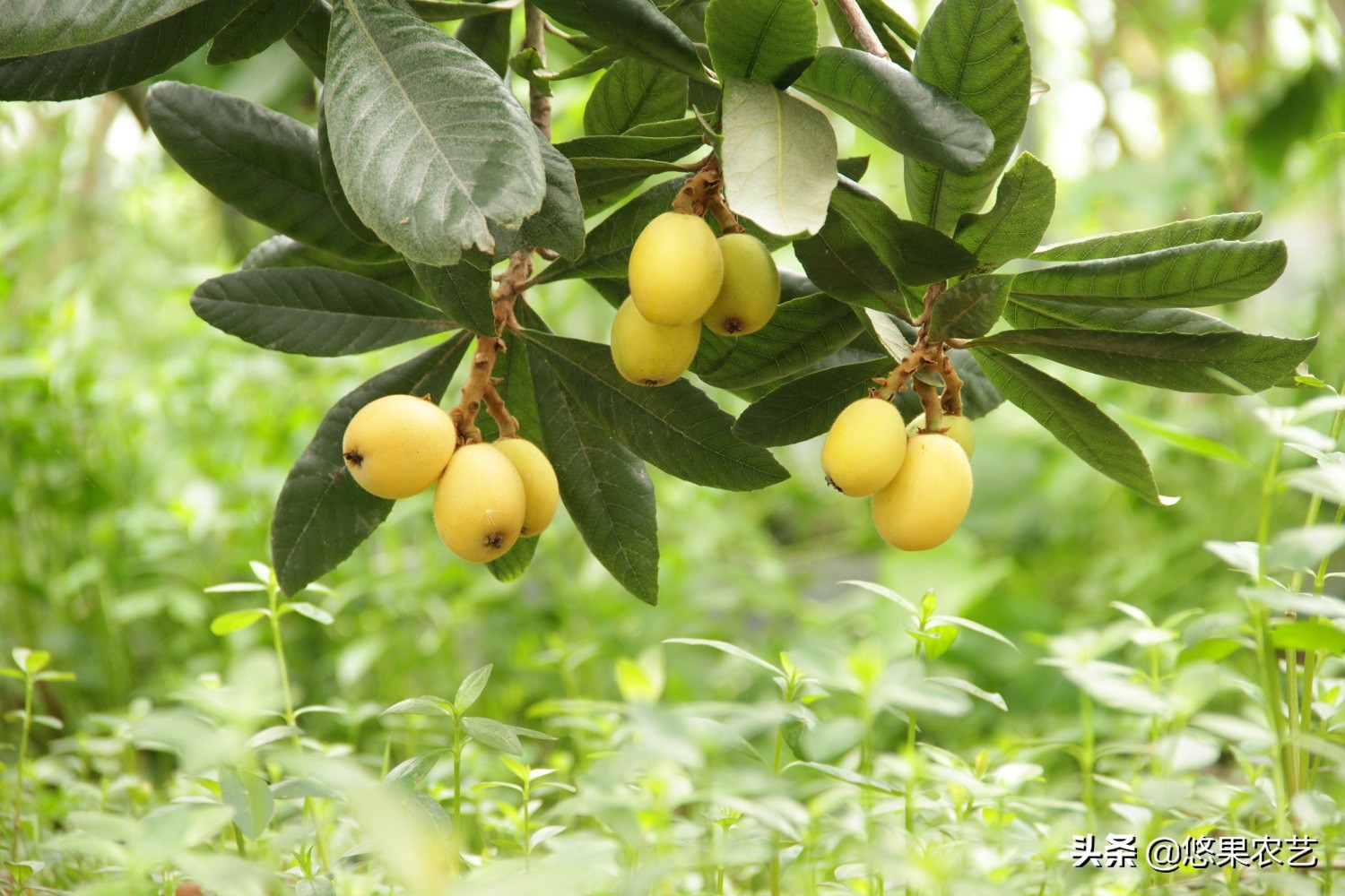 野生枇杷为什么不甜,大棚枇杷裂果什么原因