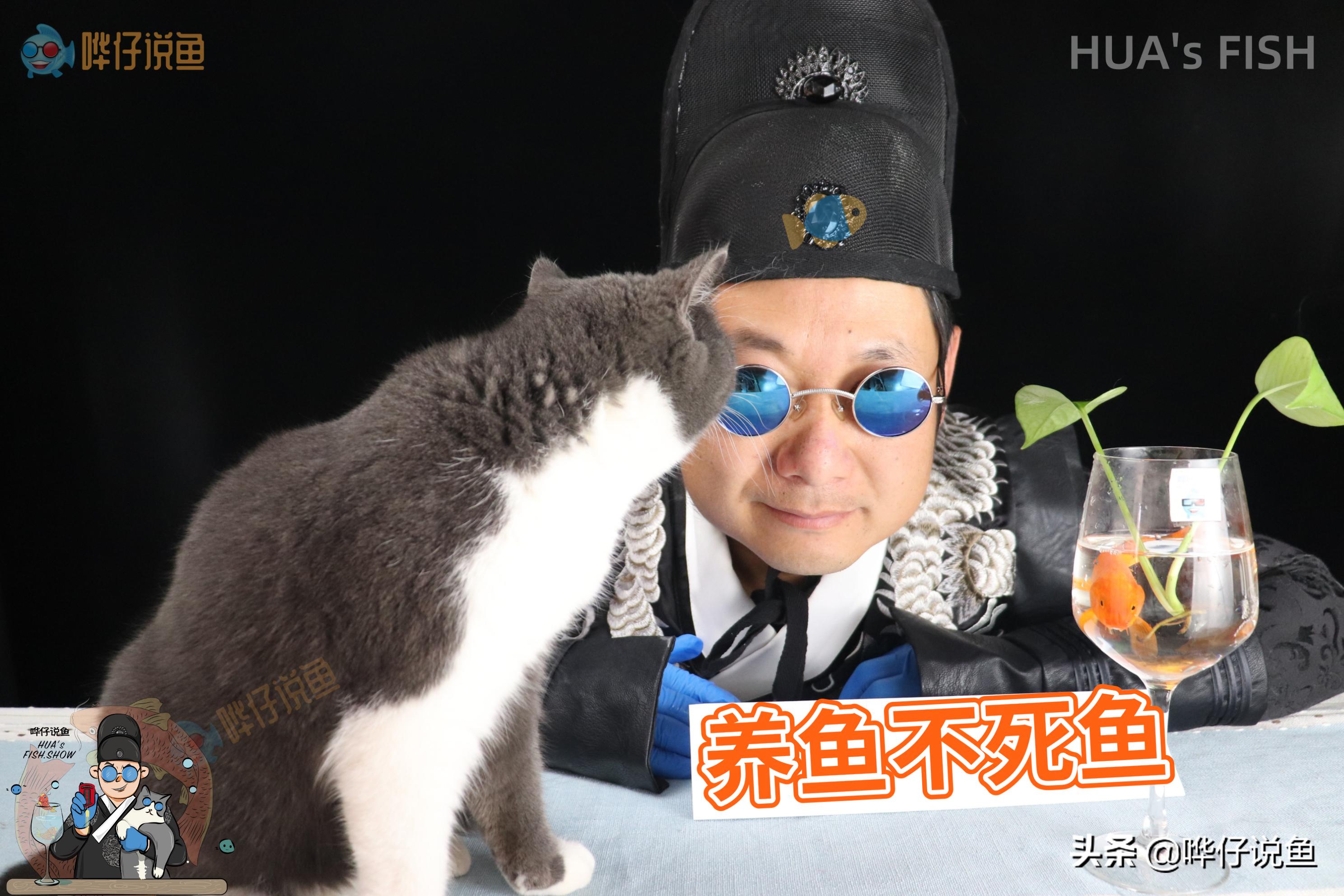 怎样选鱼缸滤材,新手该如何选择鱼缸滤材