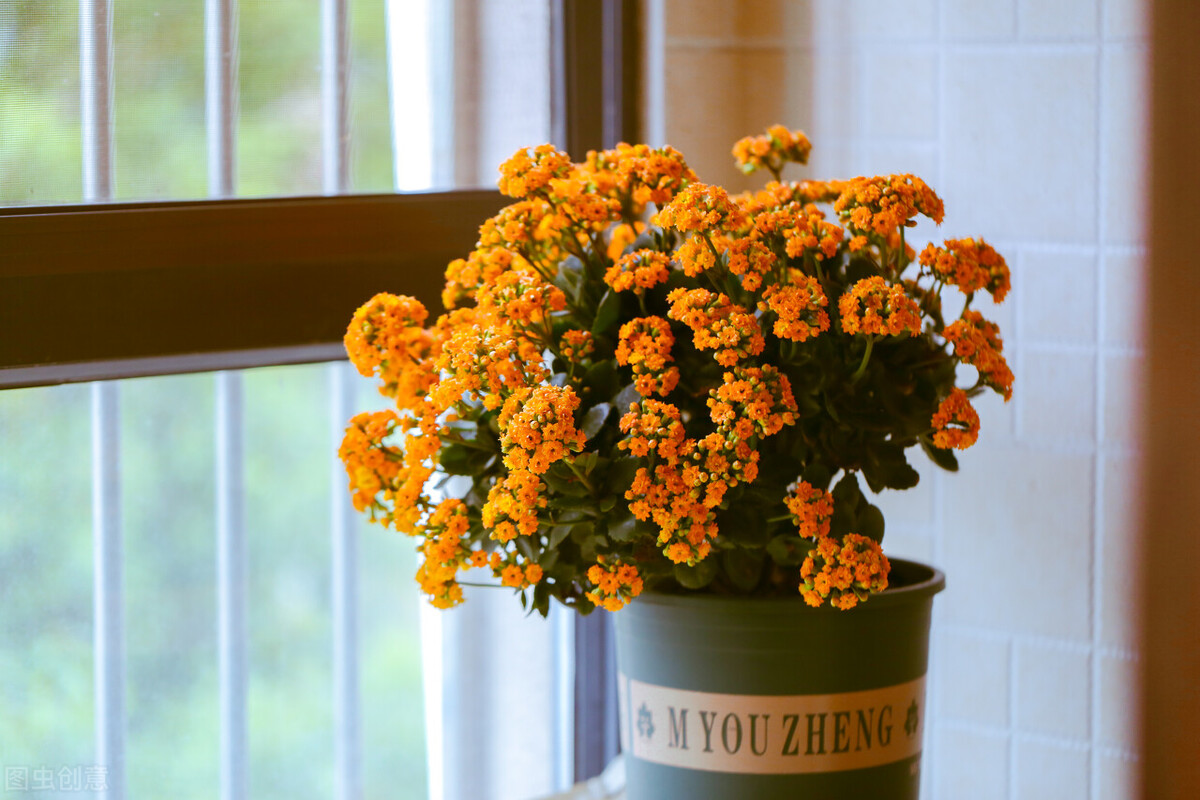 什么东西养花又便宜又好养,养花很烧钱入坑需谨慎