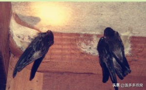 印尼燕窝跟马来西亚哪个好,印尼燕窝和马来燕窝有什么区别呢