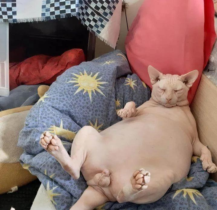 给狗拔牙视频金毛,金毛狗狗拔牙