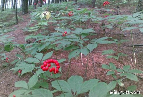 种植人参和野生人参的药效差距,种植人参和野生人参药效区别