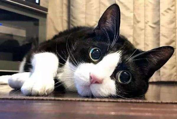 不建议养的十种猫,最难养的猫第一名