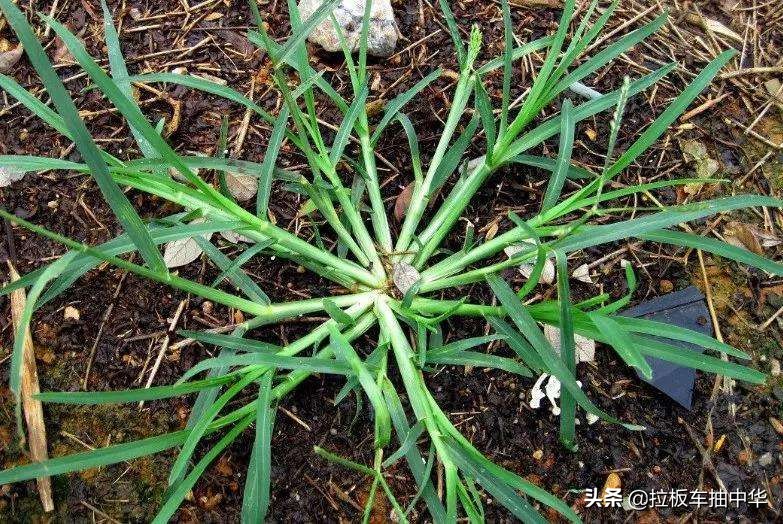 抗性杂草~牛筋草(附防除办法)