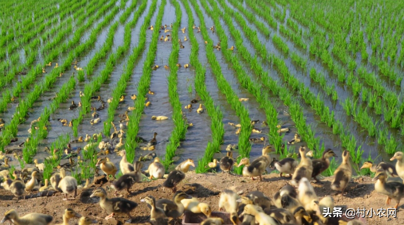 适合农村创业的最新致富项目,平原地区农村创业致富的好项目