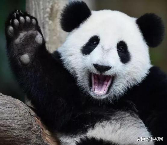 你知道你和大熊猫有什么区别吗,你以为的大熊猫是萌萌的