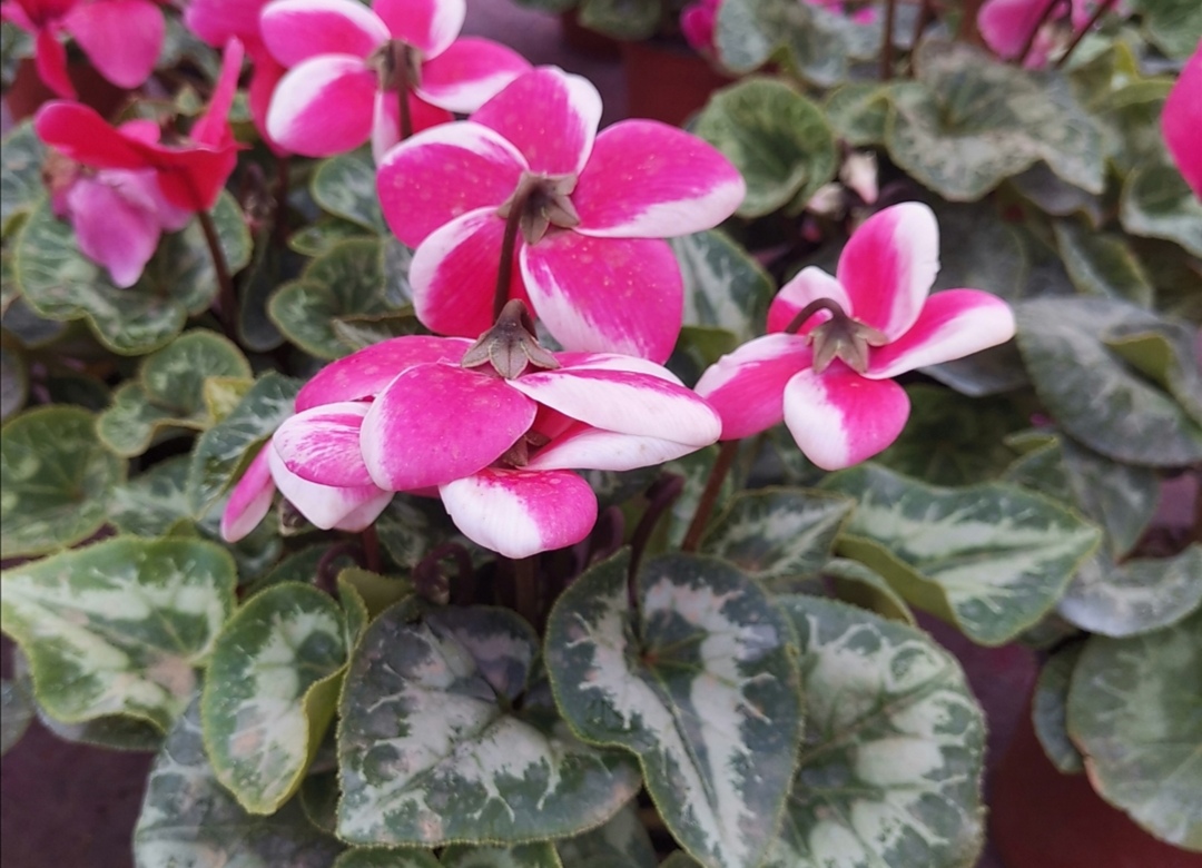 养仙客来怎么浇水,养仙客来时注意这几点轻松养爆盆