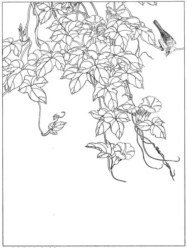 工笔花鸟白描步骤图,牡丹六尺横幅白描工笔花鸟底稿