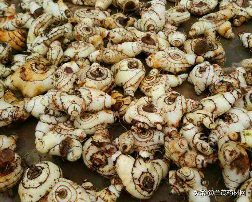 目前比较有潜力的中药材种植,中药材种植选择哪种比较好