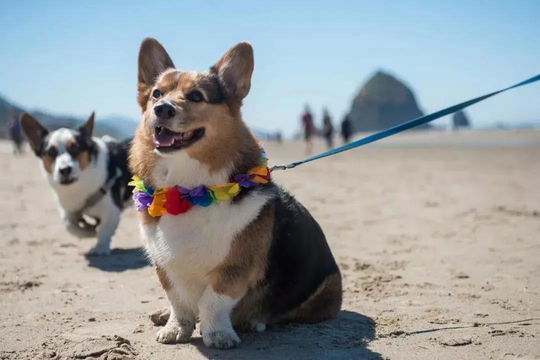 猫咪和狗狗冷知识,我的世界狗狗的冷知识